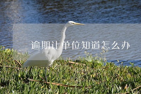 逾期让单位知道怎么办