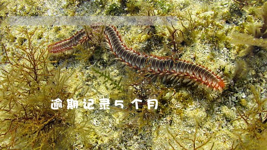 逾期记录5个月 逾期记录5个月