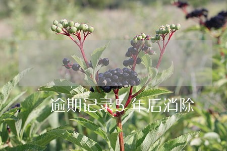逾期记录5年后消除