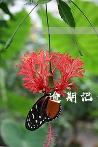 逾期记录5次能贷款买房吗