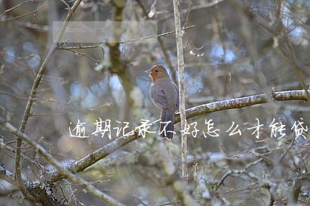 逾期记录不好怎么才能贷到款 逾期记录不好怎么才能贷到款