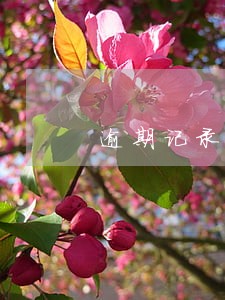 逾期记录两年就消除了 逾期记录两年就消除了