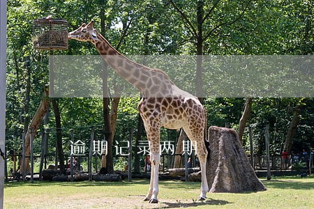 逾期记录两期
