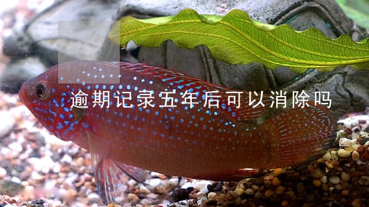 逾期记录五年后可以消除吗