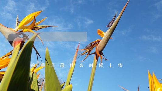 逾期记录什么时候上传