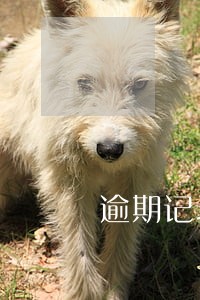 逾期记录仍会上报