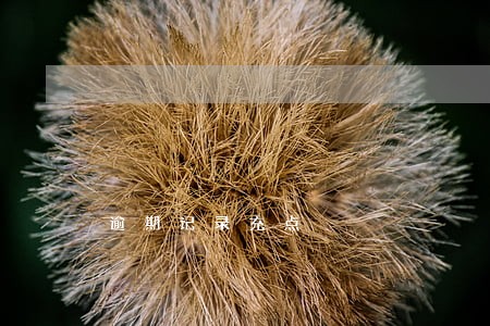 逾期记录充点 逾期记录充点