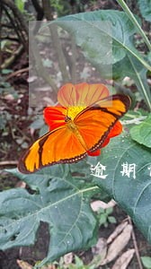 逾期记录到了个人征信 逾期记录到了个人征信