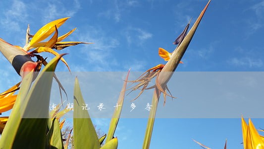 逾期记录十多条 逾期记录十多条