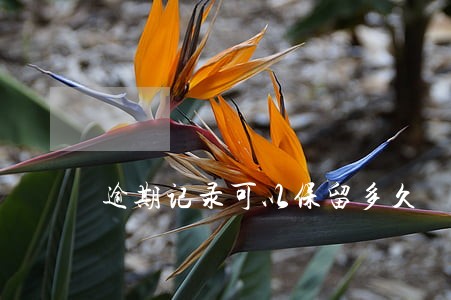 逾期记录可以保留多久