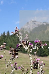 逾期记录可以修复