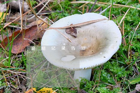 逾期记录告知 逾期记录告知