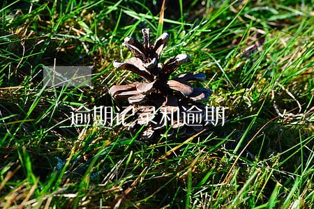 逾期记录和逾期 逾期记录和逾期