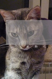 逾期记录多少年消除 逾期记录多少年消除