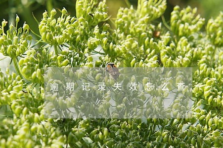 逾期记录失效怎么查 逾期记录失效怎么查