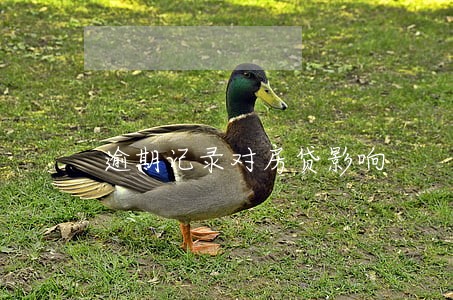 逾期记录对房贷影响 逾期记录对房贷影响