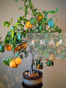 逾期记录影响公务员录用吗 逾期记录影响公务员录用吗