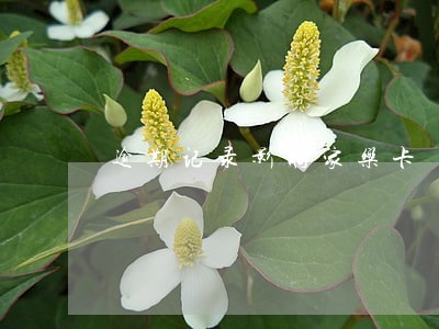 逾期记录影响家乐卡 逾期记录影响家乐卡