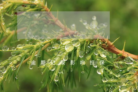 逾期记录影响担保 逾期记录影响担保