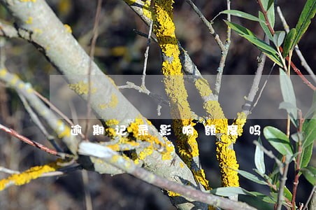 逾期记录影响额度吗 逾期记录影响额度吗