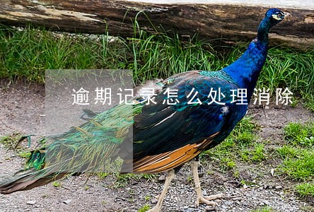 逾期记录怎么处理消除 逾期记录怎么处理消除