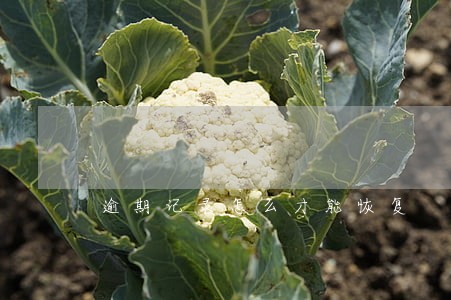 逾期记录怎么才能恢复 逾期记录怎么才能恢复