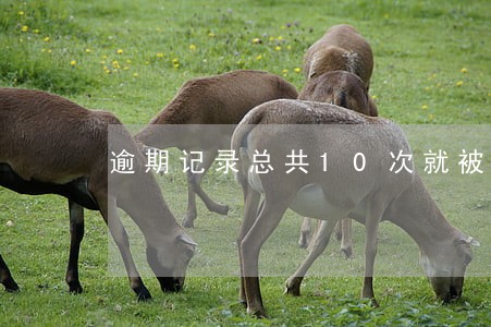 逾期记录总共10次就被拒贷款 逾期记录总共10次就被拒贷款