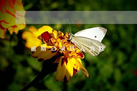 逾期记录找人消除
