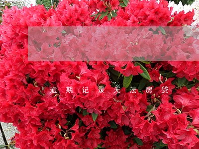 逾期记录无法房贷