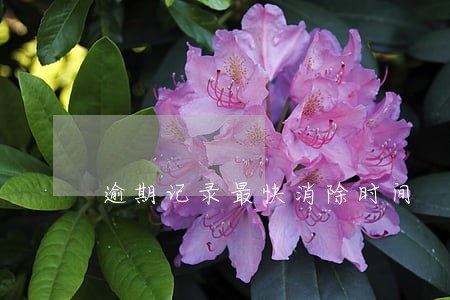 逾期记录最快消除时间 逾期记录最快消除时间