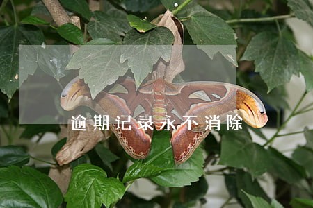逾期记录永不消除 逾期记录永不消除