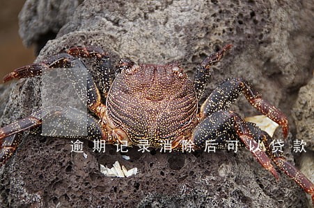 逾期记录消除后可以贷款吗 逾期记录消除后可以贷款吗