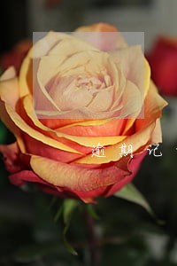 逾期记录消除是几年 逾期记录消除是几年