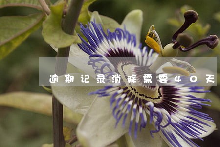 逾期记录消除需要40天 逾期记录消除需要40天