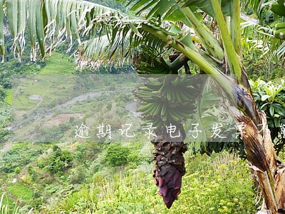 逾期记录电子发票不能申领怎么办 逾期记录电子发票不能申领怎么办