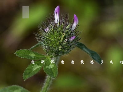 逾期记录看最近多久的