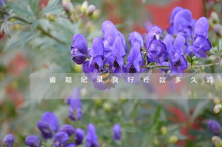 逾期记录良好还款多久消除 逾期记录良好还款多久消除