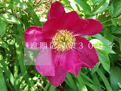 逾期记录表300字 逾期记录表300字