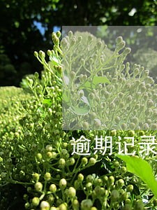 逾期记录调整申请表 逾期记录调整申请表