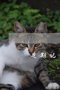 逾期记录较多不能办公积金贷款吗 逾期记录较多不能办公积金贷款吗