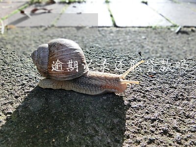 逾期记录还能贷款吗