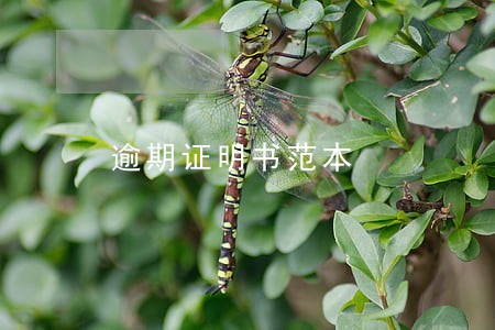 逾期证明书范本 逾期证明书范本