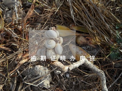 逾期证明办房贷 逾期证明办房贷