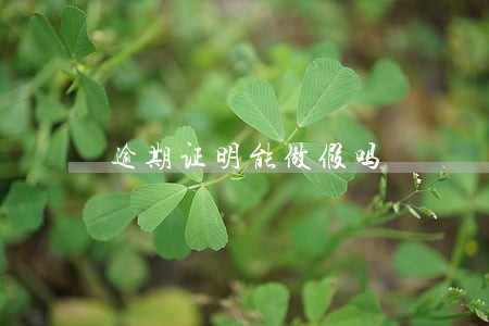 逾期证明能做假吗