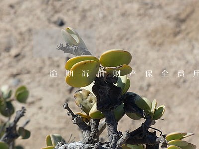 逾期诉前财产保全费用 逾期诉前财产保全费用