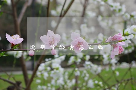 逾期诉讼费怎么收 逾期诉讼费怎么收