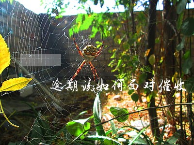 逾期该如何面对催收 逾期该如何面对催收