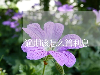 逾期该怎么算利息 逾期该怎么算利息