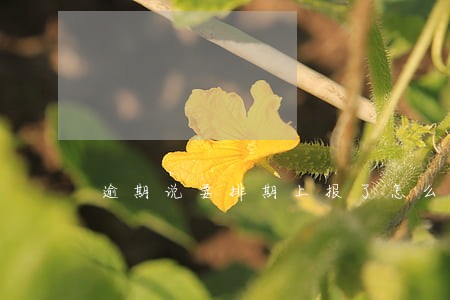 逾期说要排期上报了怎么办 逾期说要排期上报了怎么办