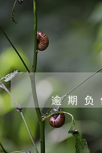 逾期负债上岸之路心得 逾期负债上岸之路心得